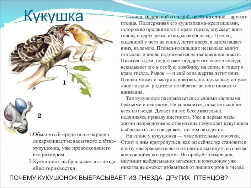 Диктант Кукушонок. Изложение Кукушонок. Текст Кукушонок диктант. Птенцы кукушки с другими птенцами. Диктант кукушонок 3 класс