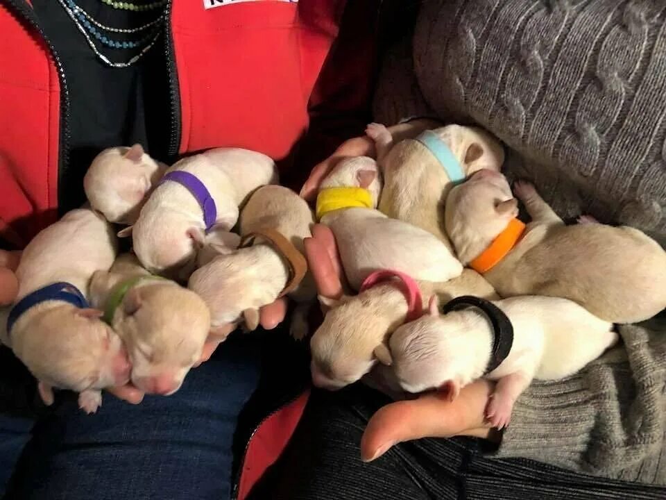 Сколько щенков может родить. Рождение чихуахуа щенки. Чихуахуа родила 11 щенков.