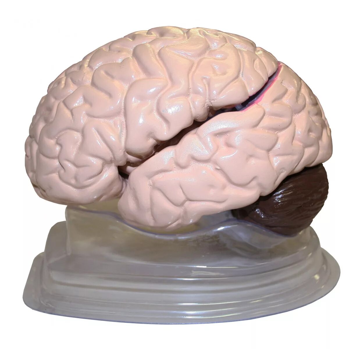 Brain model. Мозг из цветов. Цветной мозг.