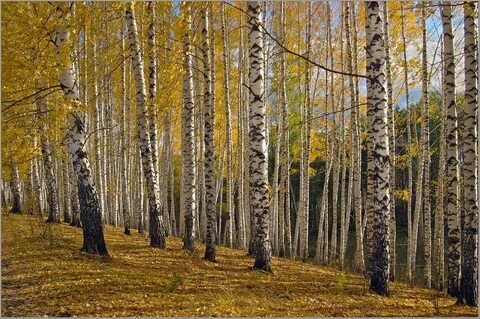 Золотое кордоне