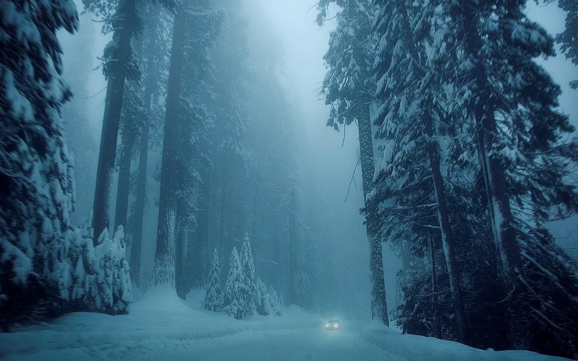 Зимний лес. Снежный лес. Зимой в лесу. Лес в снегу. Cold and snowy