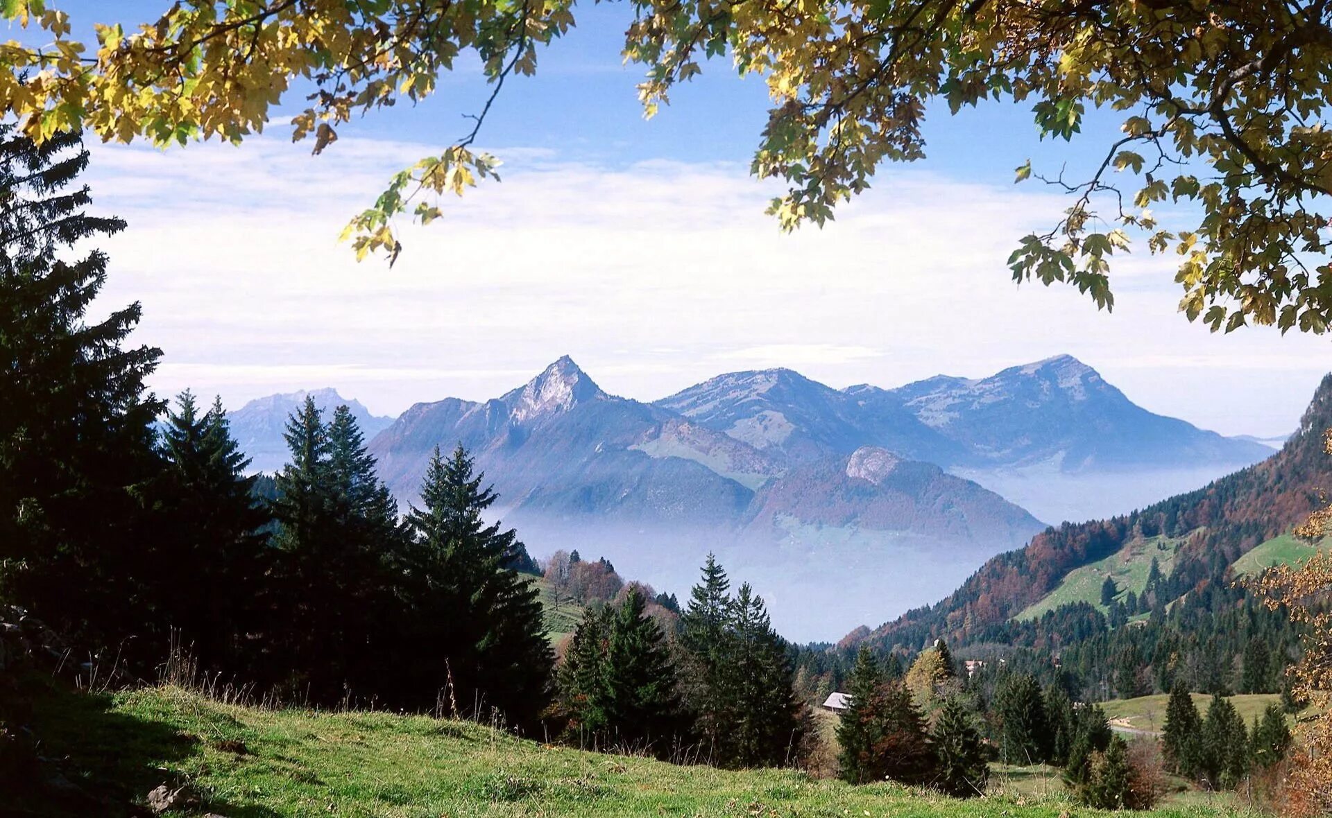 Широколиственные леса Швейцарии. Швейцария Альпы лес. Хребет Шварцвальд Альпы. Швейцария Альпы Луга. Фото лес и горы