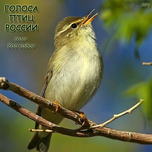 Песня слушают все соловья. Голоса птиц картинки. Голоса птиц с названиями. Аудиозапись с голосами птиц. Голоса птиц ленобласти.