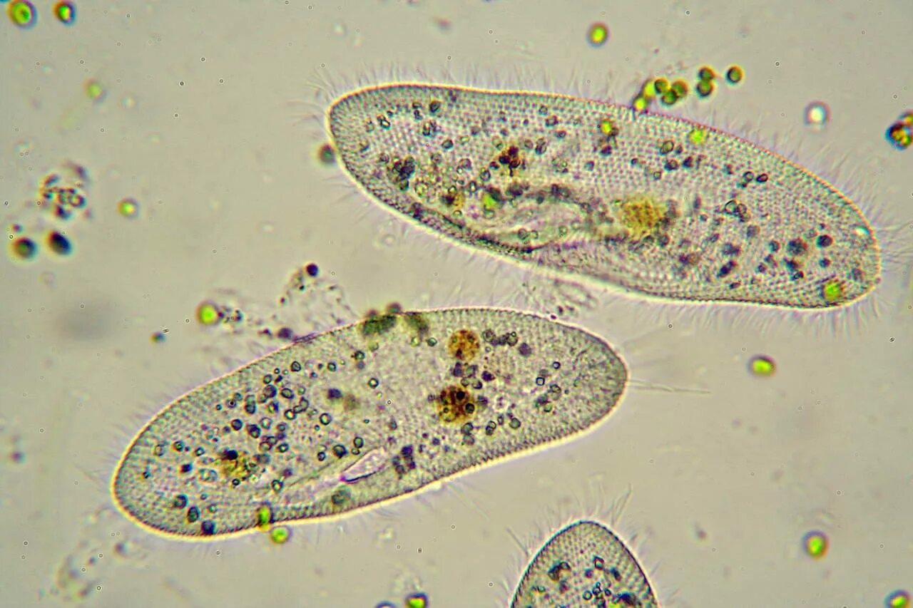 раздражимость амебы на соль. инфузория туфелька paramecium caudatum. опыт инфузории. раздражимость инфузории туфельки 7 класс. инфузория туфелька.