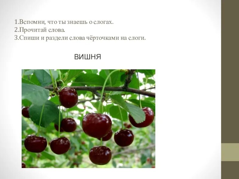 Корень в слове вишня и вишневый. Вишня слоги. слово вишня разделить на слоги. как разделить слово вишня на слоги. вишня на слоги разделить 1 класс.
