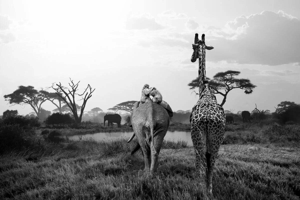 Африка пейзаж. Животные Африки. Фотограф в Африке животных.