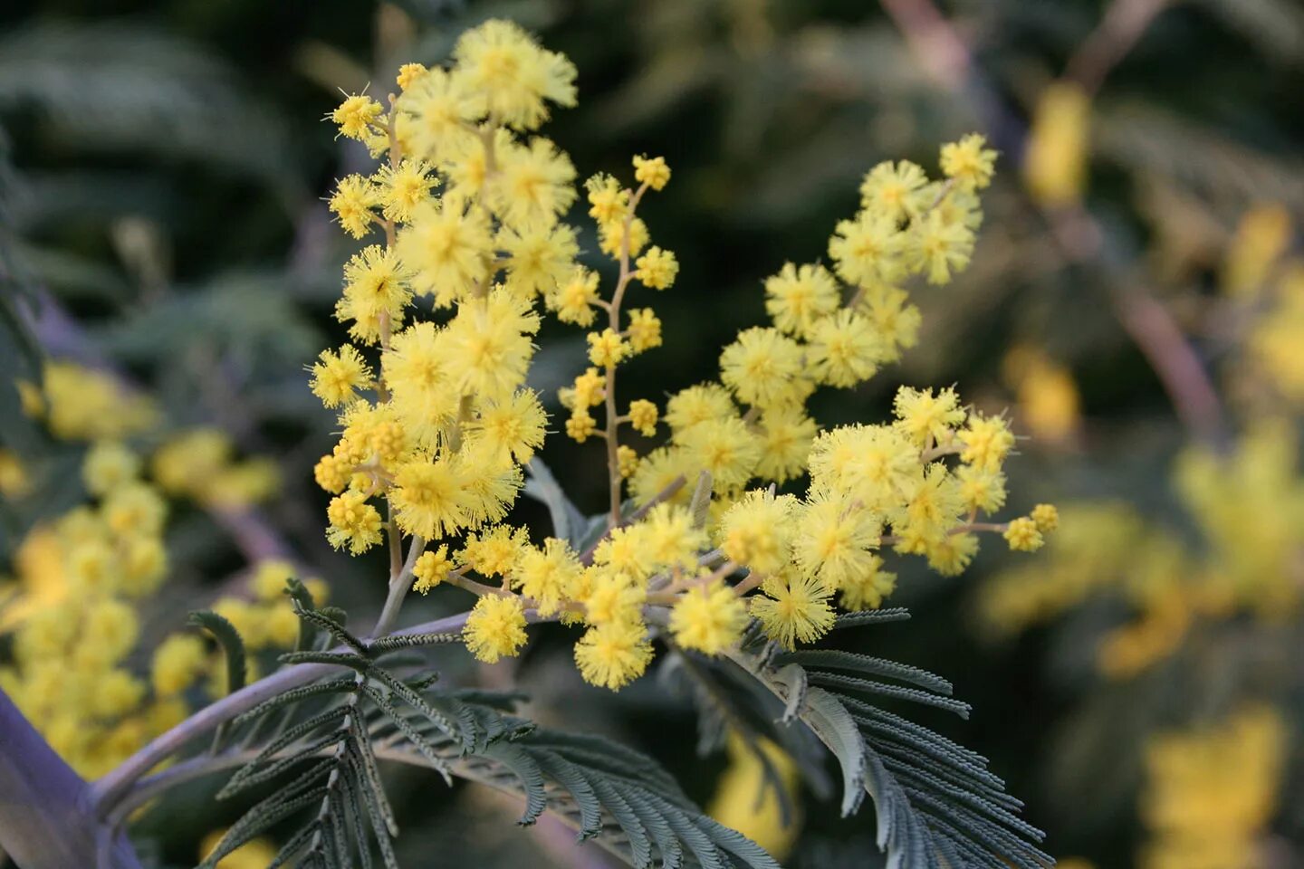 Мимоза Acacia dealbata. Acacia dealbata, Silver Wattle. Акация серебристая Мимоза. Акация серебристая (Acacia dealbata).