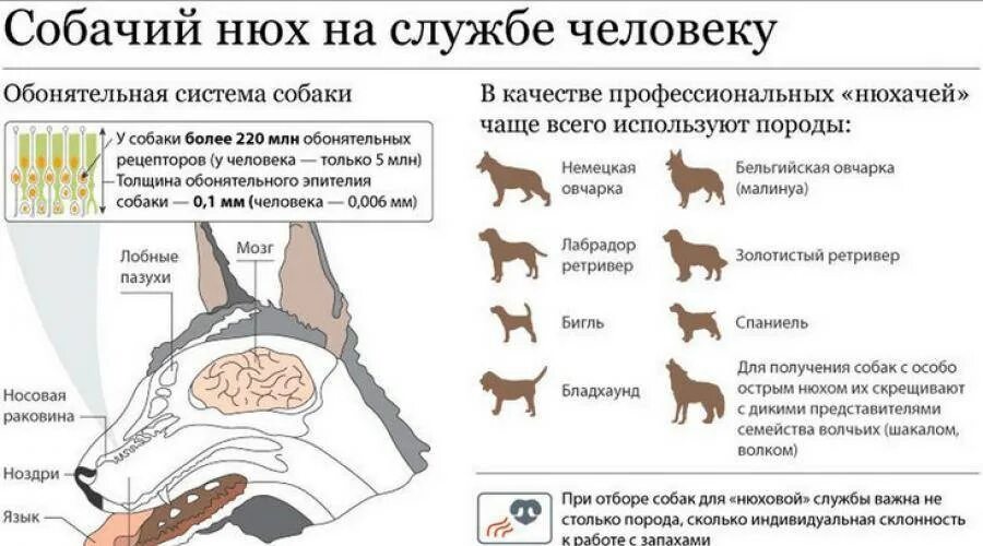 Собака сильный запах. Обоняние собаки. Орган обоняния собаки. Нюх собаки и человека. Обоняние человека и собаки сравнение.