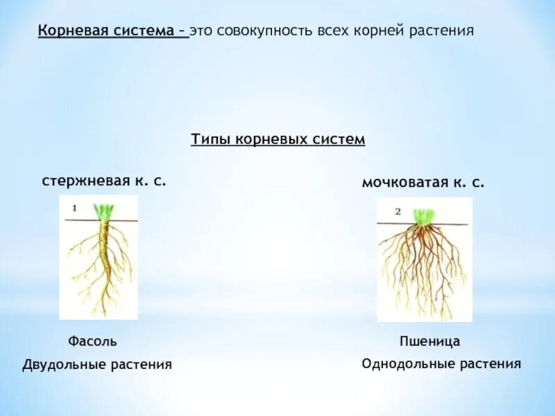 Типы корневых систем стержневая и мочковатая. Мочковатый Тип корневой системы. Стержневые и мочковатые корневые системы биология 6 класс. Горох корневая система мочковатая.