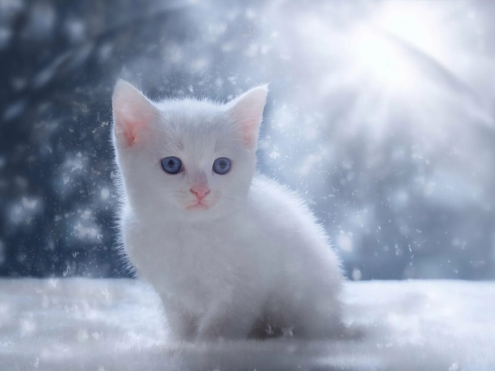 Котенок в снегу. Кот снежок. Пушистый снег. Снежный кот. Сугроб с глазами