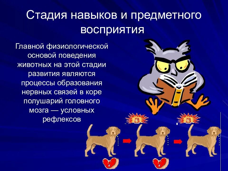 Возможности животных. Стадия навыков и предметного восприятия. Стадия предметного восприятия у животных. У животных на стадии навыков и предметного восприятия развивается. Навыки поведения у животных.