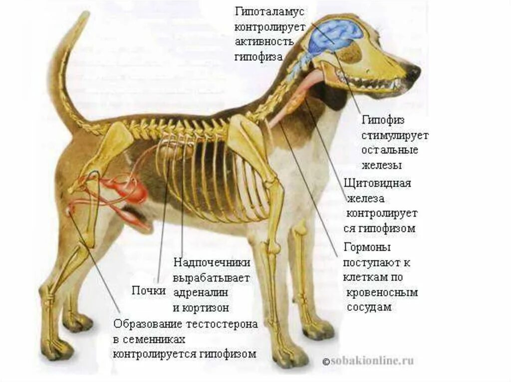 Ребра можно собаке