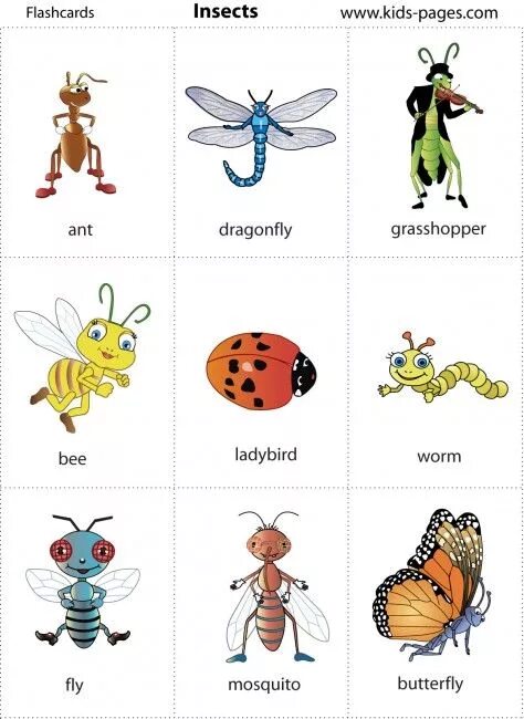 Write the odd word mosquito butterfly