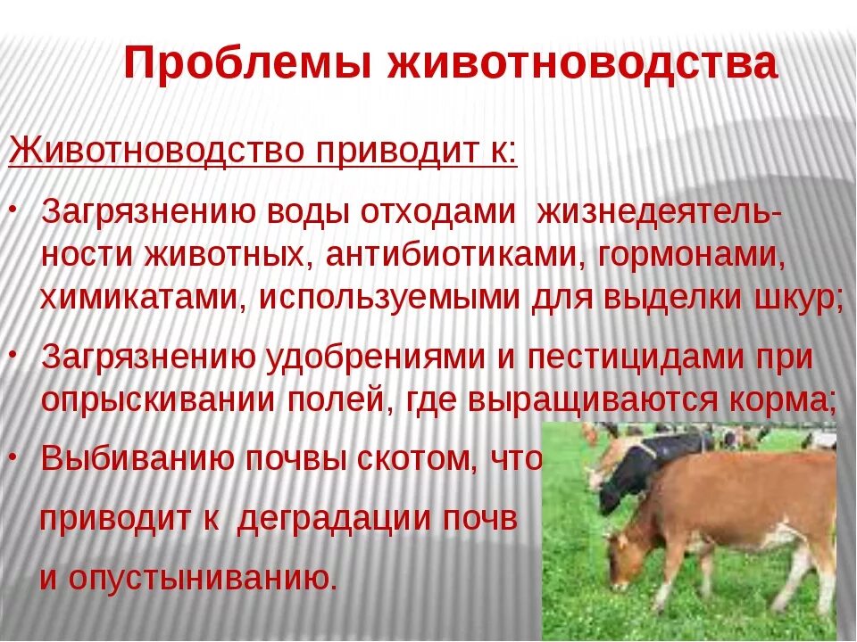 Какие последствия для природы и экономики. Окружающая среда животноводство. Проблемы животноводства. Экология животноводства. Экологические проблемы животноводства.