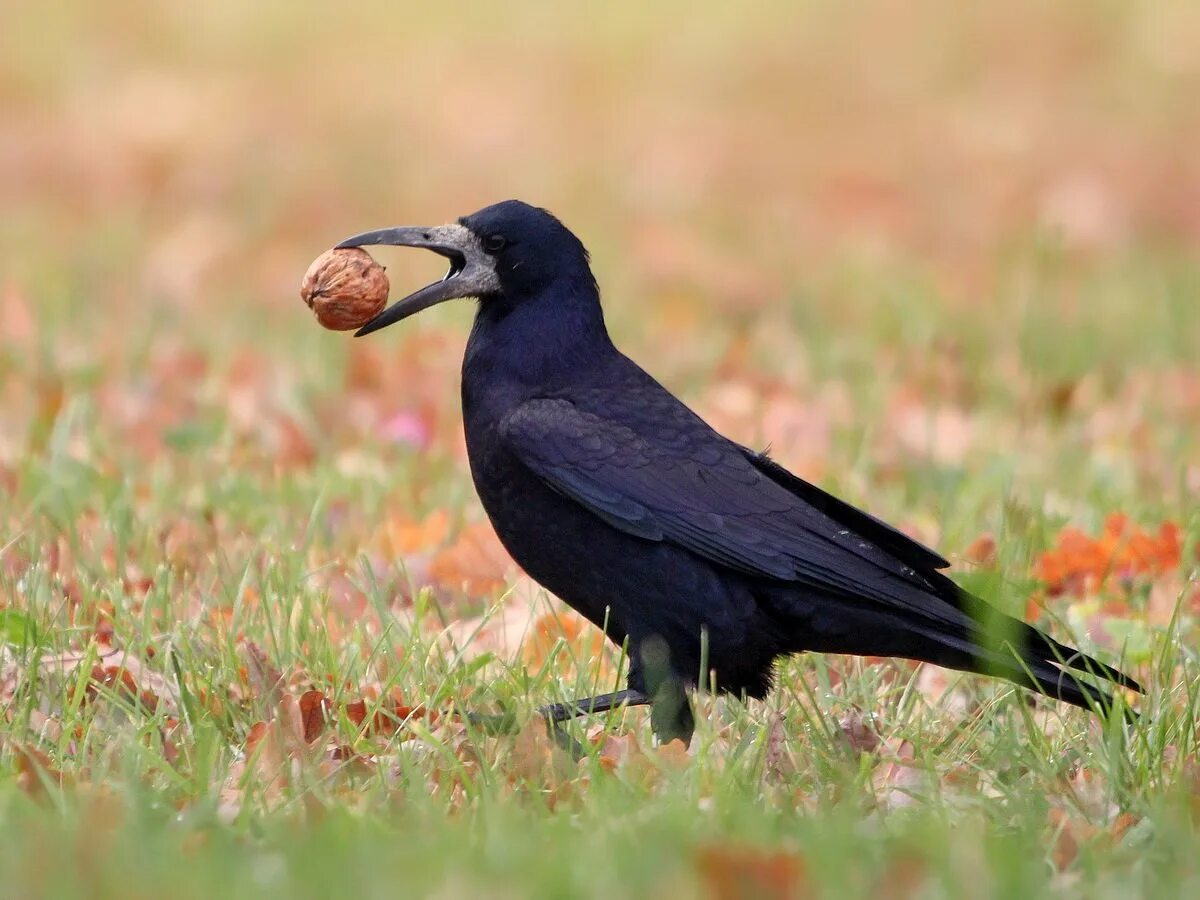 Чем ворон похож на стол. Грач (Corvus frugilegus). Молодой Грач птица. Грач с грачатами. Грач желтоклювый.