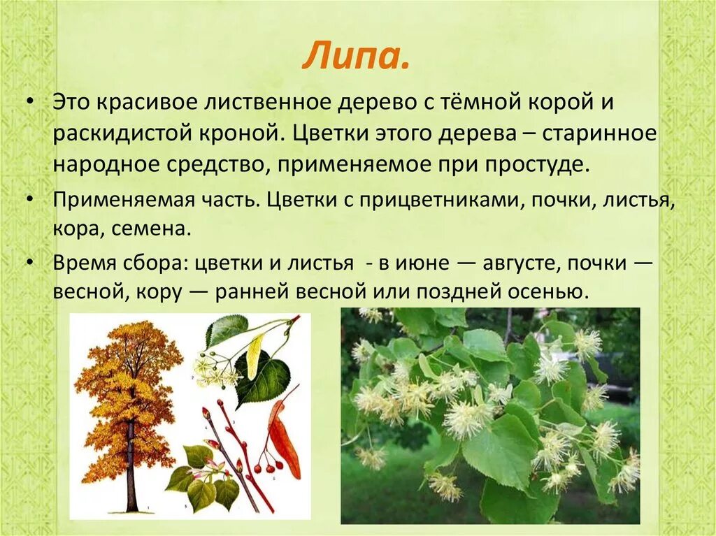 Липа. Лиственные деревья. Лекарственные растения описание для детей. Липа дерево описание. Текст лиственные растения