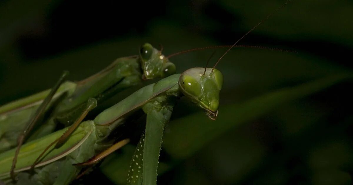 Самки богомолов съедают самца после спаривания. Самец богомола. Самка Богомолов съедает самца. Спаривание Богомолов самка. Богомол спаривание.