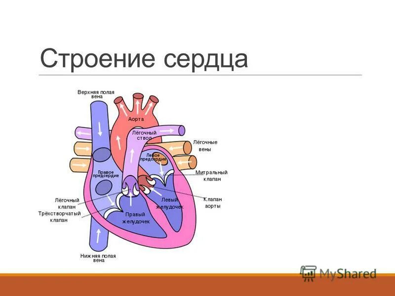 Строение сердца подробно с клапанами. Строение сердца человека схема анатомия. Строение сердца человека схема анатомия. Строение сердца человека схема 8 класс. Сердце по биологии.