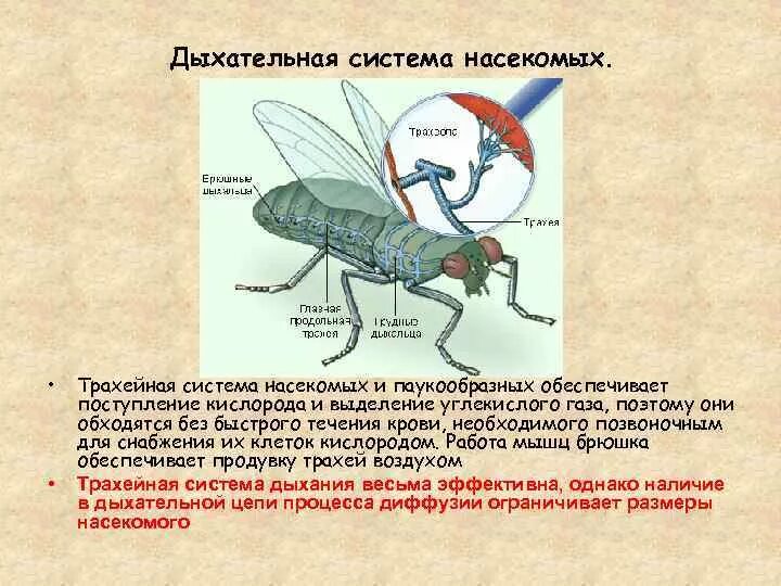 Дыхательная система членистоногих насекомых. Особенности строения дыхательной системы насекомых. Строение дыхательной системы насекомых соответствует. Органы дыхания насекомых 3 класс окружающий мир. В чем особенность трахейного дыхания