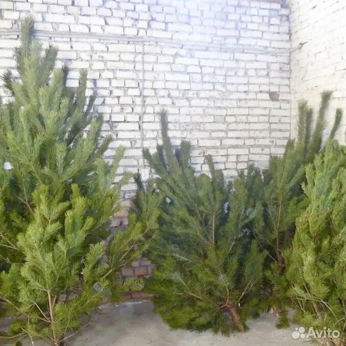 Сосны ростов на дону. Елка сосна живая. Сосна обыкновенная ( pinus sylvestris). Сосна с пушистыми пучками. Живые елки которые продаются.
