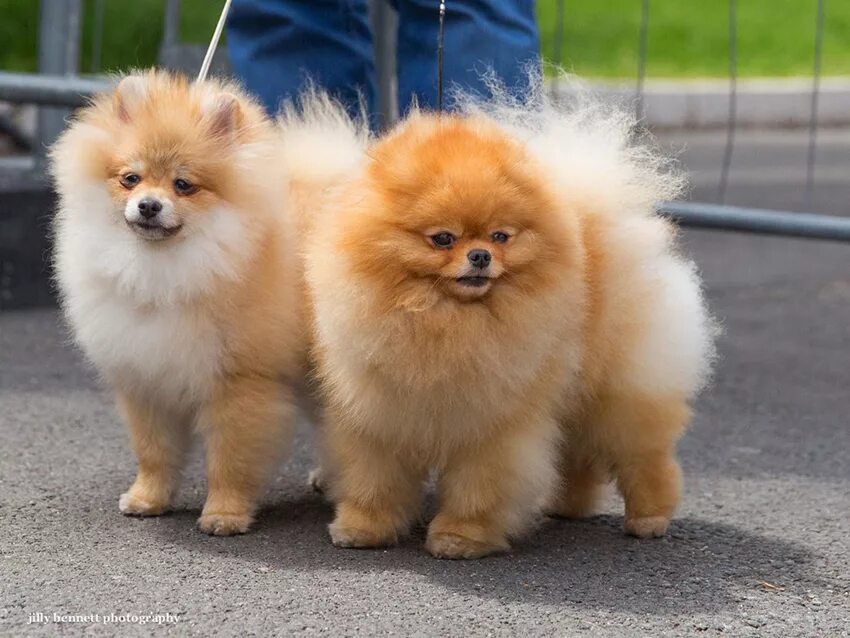 малый шпиц стандарт породы. вельш шпиц. ск ко живет шпиц померанский. собака немецкий шпиц. шпиц померанский карликовый.