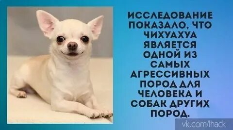 Могу ли я пожалеть что завела чихуахуа