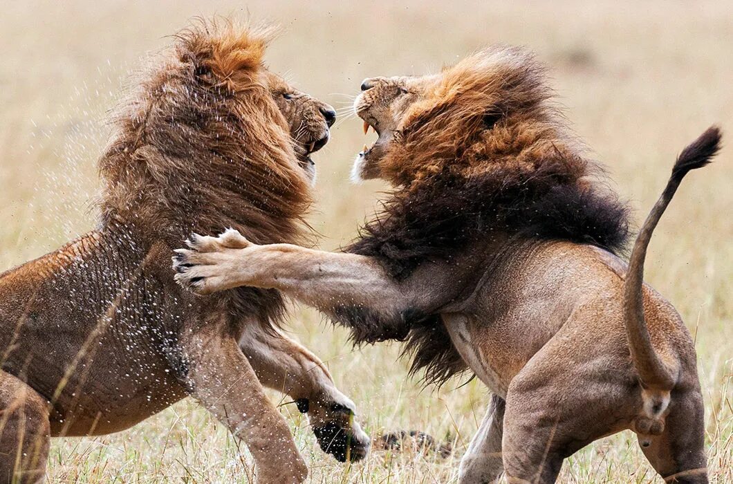 Самка гоняет самца. Битва Львов за Прайд. Звери дерутся. Львы дерутся. Два Льва дерутся.