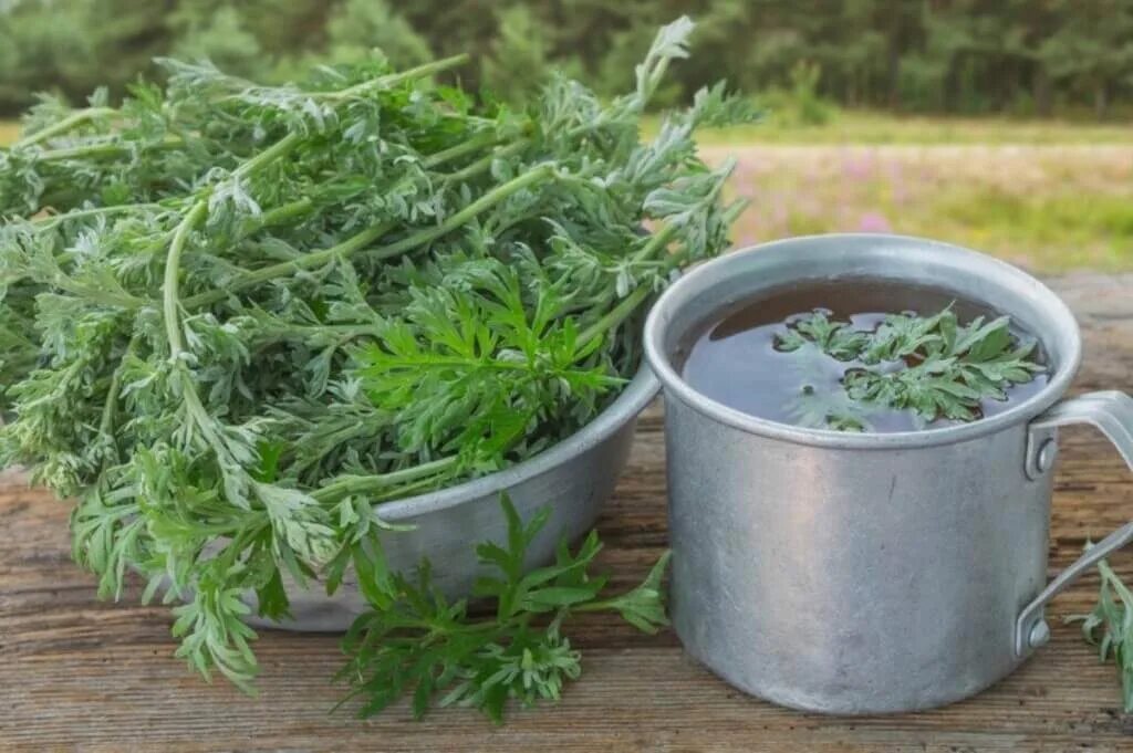 Народной лечение полынью