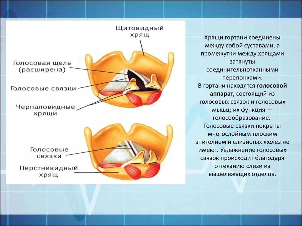 Голосовые связки человека при молчании. Голосовые связки прикрепляются к хрящам. Прикрепление голосовых связок. Голосовая связка гортани. Голосовые связки и голосовая щель.