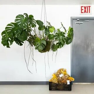Plants 2015