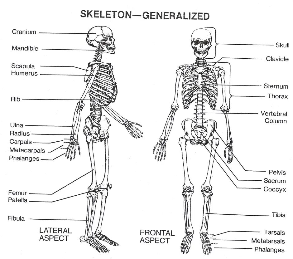 На рисунке изображен скелет человека. Название костей в skeleton. скелет с названиями костей на английском. скелет человека анатомия латынь. строение скелета на английском.