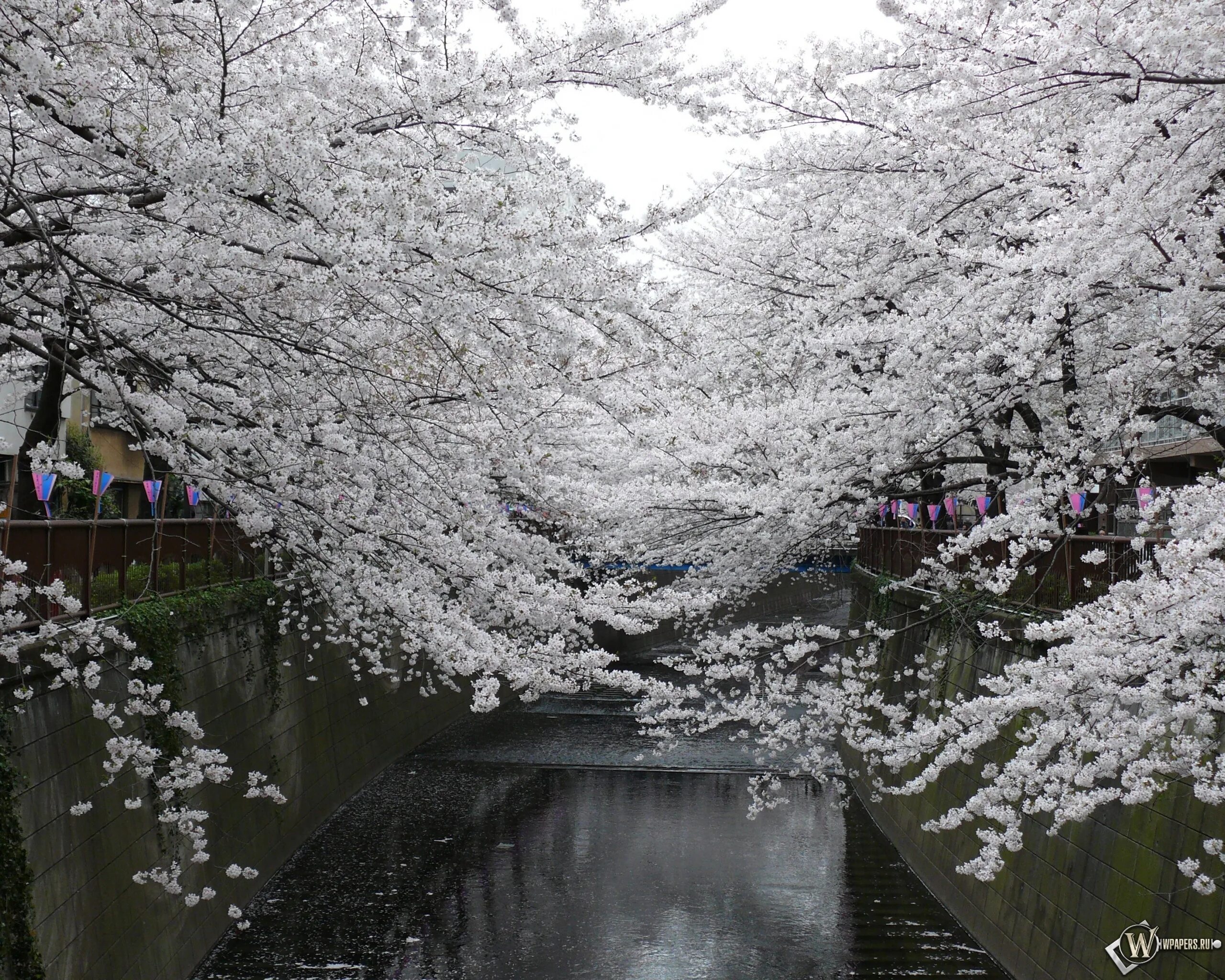 Сакура вода. Сакура белая цветет. Мацуяма Сакура Япония. Белая Сакура Япония.