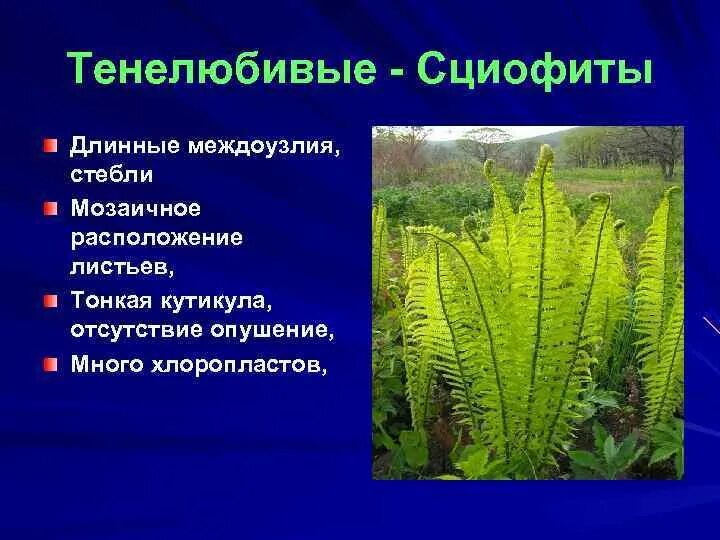 Тенелюбивые растения доклад. Светолюбивые теневыносливые. Светолюбивые, теневыносливые и тенелюбивые растения растения. Тенелюбивые растения. Теневыносливые растения.