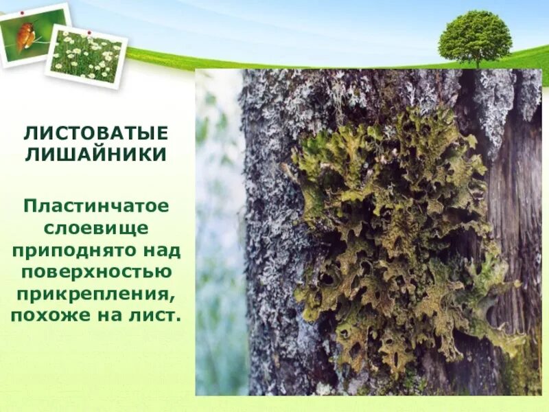 Лишайник урок. Листоватые лишайники. листоватые лишайники 5 класс. лишайники 5 класс биология. листоватые лишайники 5 класс биология.
