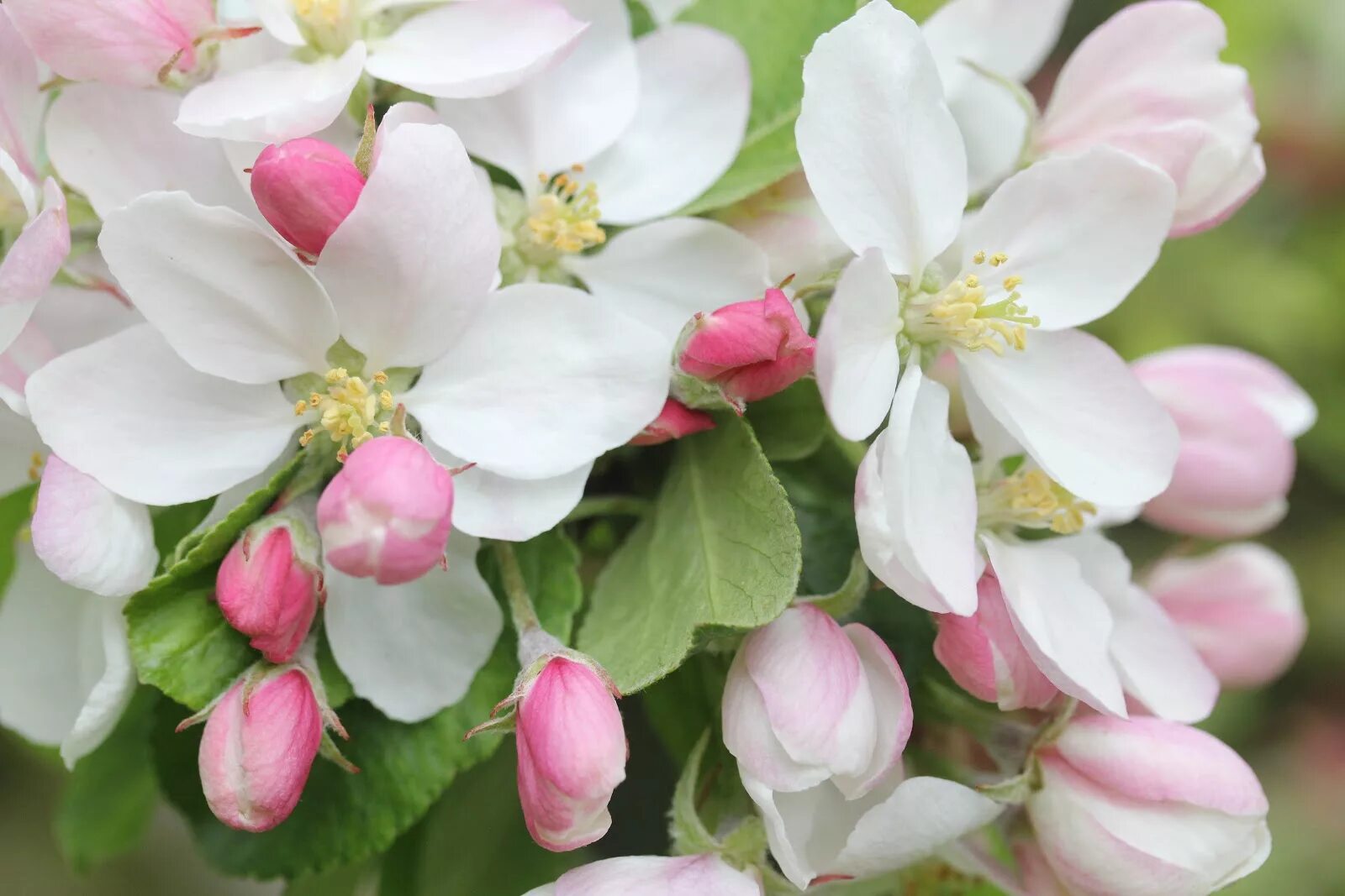 Блоссом минск. Apple blossom (эппл блоссом). фуксия эппл блоссом. мальва эппл блоссом. клематис эппл блоссом.