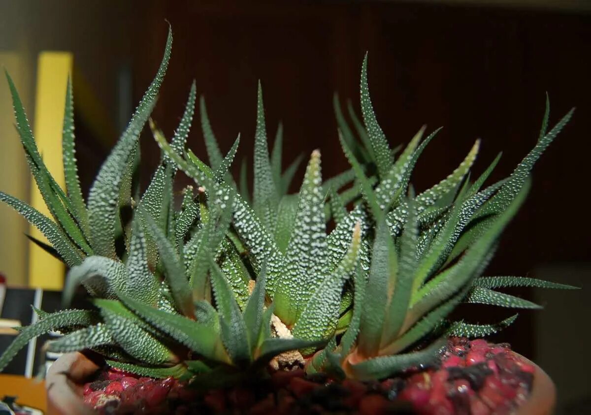 кактус стапелия. молочай крупнозубчатый. алоэвидный кактус. кактусовые суккуленты. молочай цереусовидный.