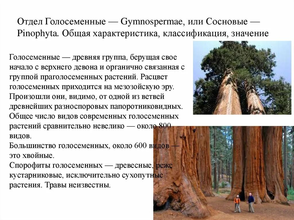 Жизненные формы отдела голосеменные. Жизненные формы отдела голосеменные