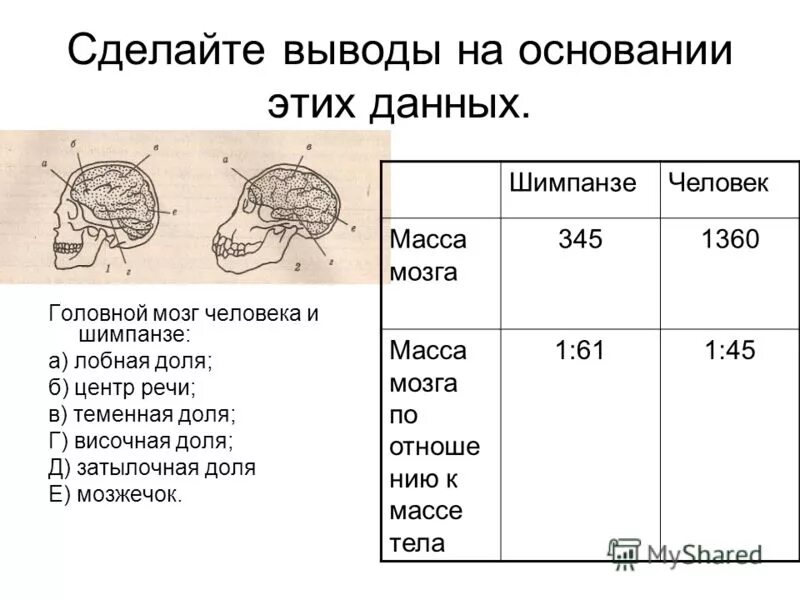 Сколько весил мозг. Объем мозга человека и шимпанзе. Масса мозга шимпанзе. Головной мозг человека и обезьяна. Мозг человека и обезьяны в сравнении.