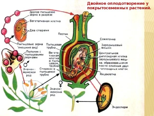 Двойное оплодотворение у цветковых растений таблица. Схема процесса двойного оплодотворения цветковых растений. Двойное оплодотворение у цветковых схема. Строение двойного оплодотворения цветковых растений.