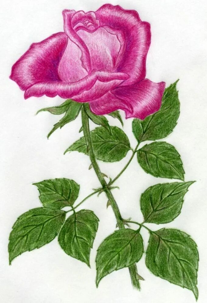 Нарисовать розовый цветок. Цветы рисунок. Цветы рисунок карандашом. Нарисовать розу.