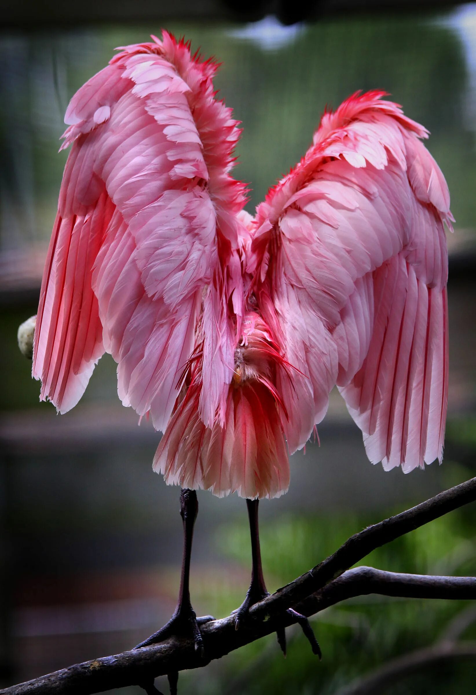 Оперение ее переливалось лимонным и розовым цветом. Roseate Spoonbill птица. Колпица птица. Фламинго расправил Крылья. Розовые колпицы Южной Америки.