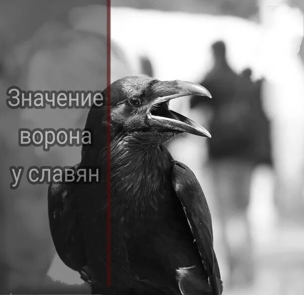 Смысл ворона. Ворон в христианстве. значение ворона. ворона в исламе. ворона символ чего.