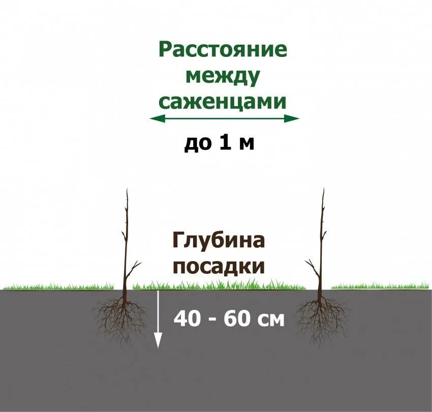 На каком расстоянии можно посадить. Схема посадки миндаля. Схема посадки деревьев. Расстояние между деревом и кустарником. Схема посадки деревьев и кустарников.
