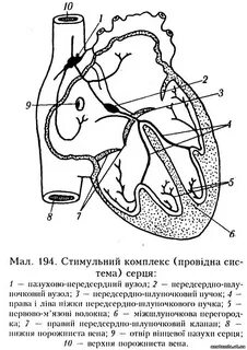 Схема проводящей системы сердца