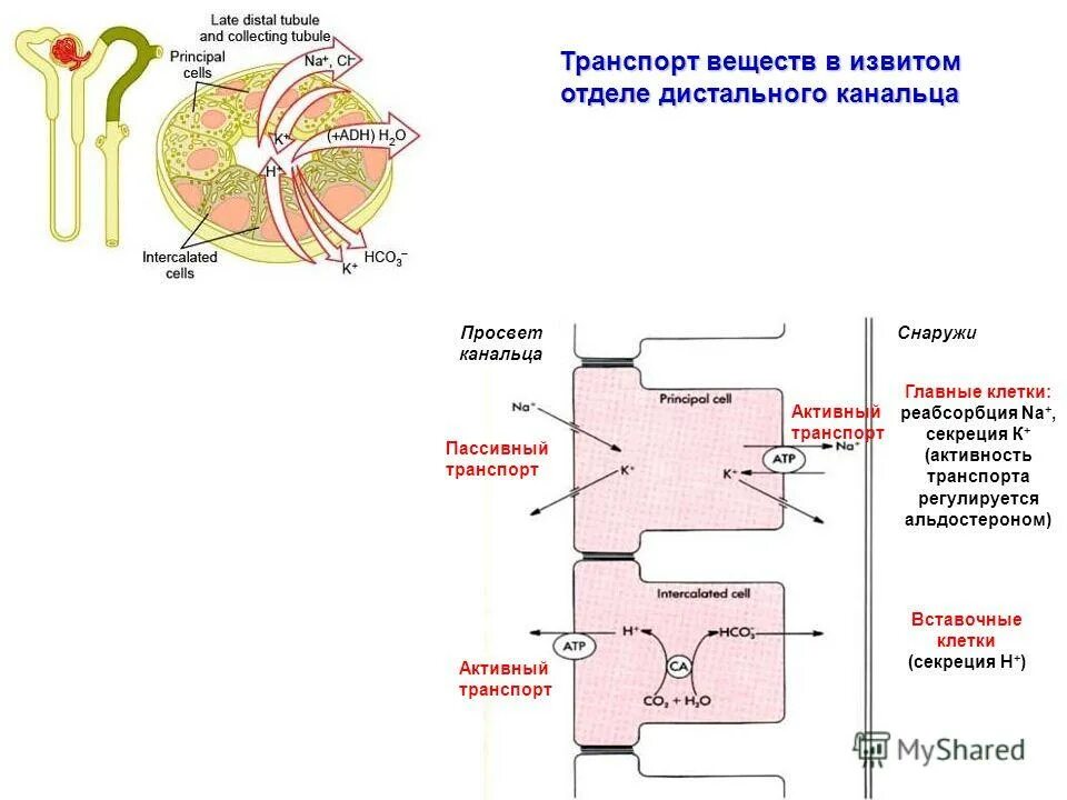 Экскреторное дерево почки