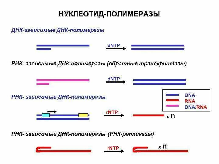 ДНК зависимые ДНК полимеразы. ДНК-зависимая РНК-полимераза. ДНК зависимые РНК полимеразы. Структура ДНК зависимой РНК полимеразы.