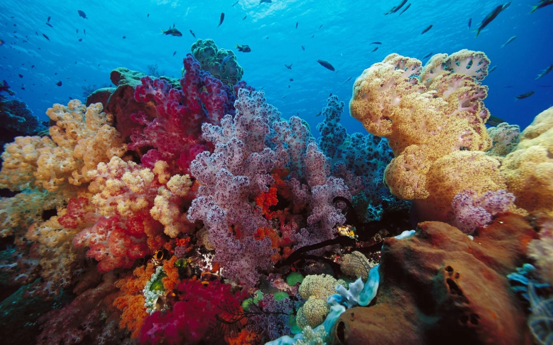Подводный мир кораллов. Риф коралловый 54546. Кораллы бентос. Жак Ив Кусто рас Мохаммед. Коралловые рифы красного моря.