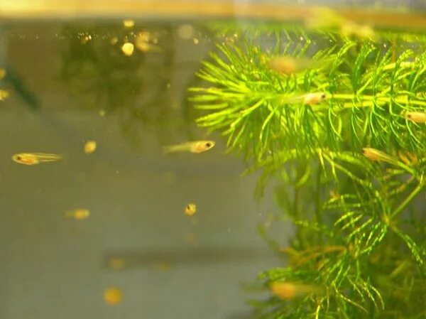 Как выглядят мальки гуппи. Мальки гуппи фото. Растения для мальков гуппи. Мальки данио рерио. Гуппи аквариумные рыбки мальки.