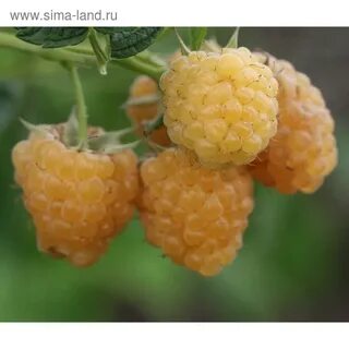 Фото малины золотые купола