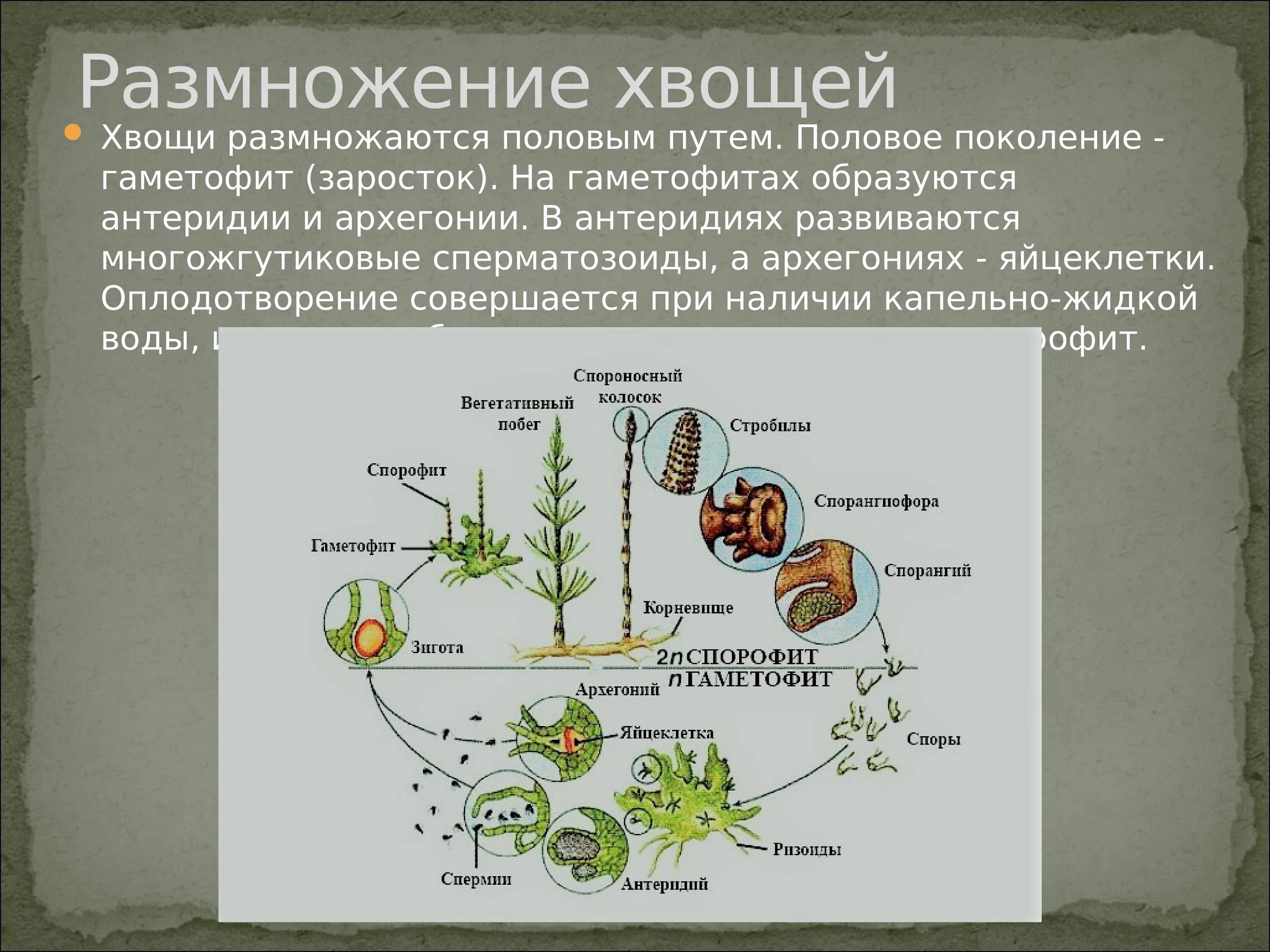 Хвощи размножаются